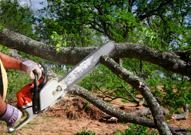 Best Emergency Tree Service  in La Pine, OR